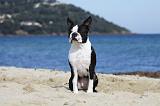 BOSTON TERRIER 335